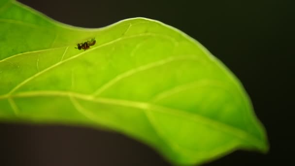 Μακρό Πλάνο Του Insect Fly — Αρχείο Βίντεο