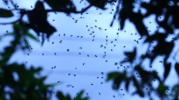 곤충이 나르는 매크로 — 비디오