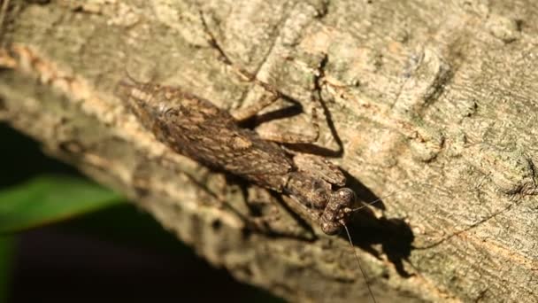 Makro Záběr Hmyzu Fly Bug — Stock video