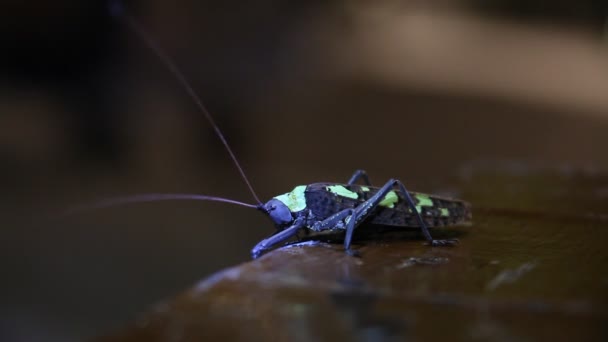 Makro Skud Insekt Flyve Bug – Stock-video