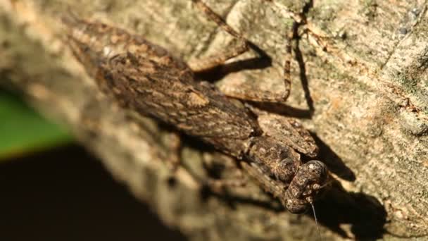 Böcek Sineği Böceğinin Makro Görüntüsü — Stok video
