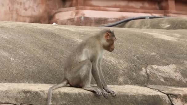 Indian Monkeys Temple Rural Area — Vídeo de Stock