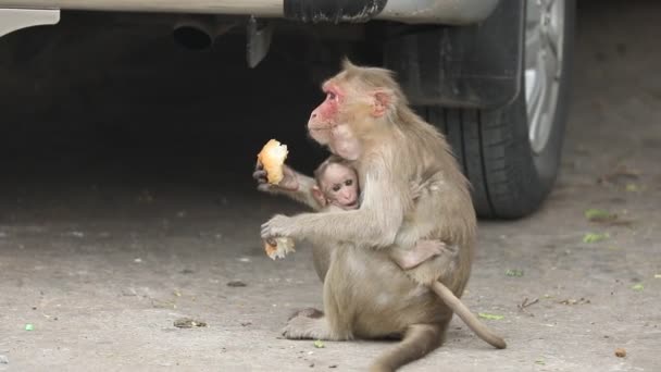 Indian Monkeys Temple Rural Area — Stockvideo