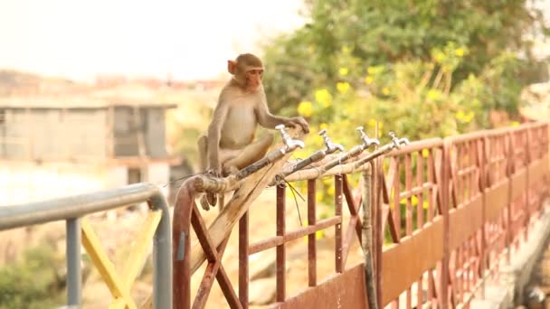 Macacos Indianos Templo Área Rural — Vídeo de Stock