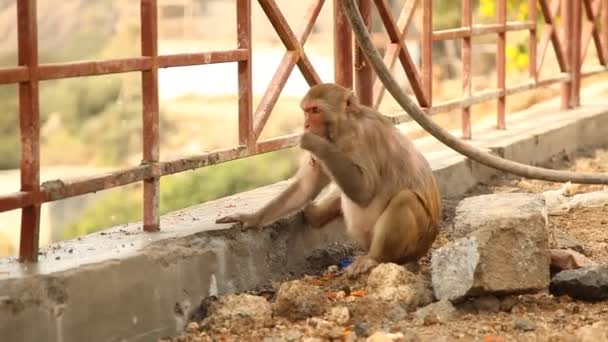 Macacos Indianos Templo Área Rural — Vídeo de Stock