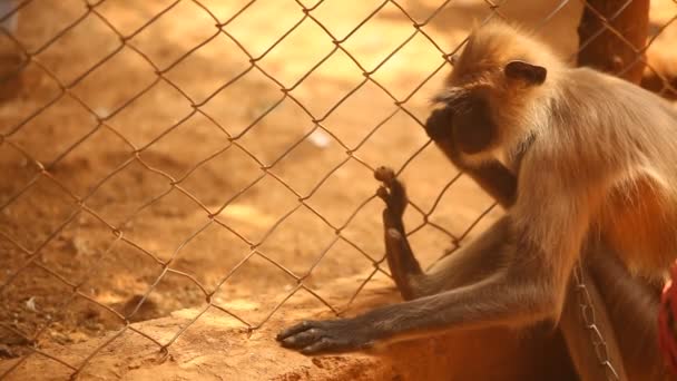 農村部の寺院でインドの猿 — ストック動画