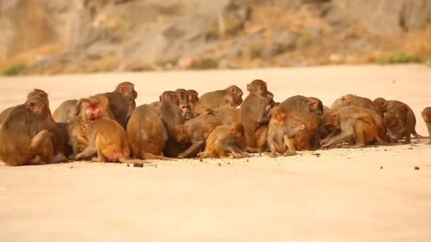 Indian Monkeys Temple Rural Area — Vídeo de stock
