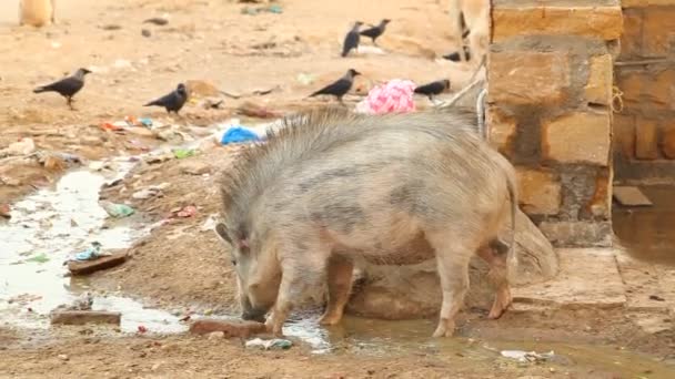 Varkensvlees Bij Garbage Hyderabad India — Stockvideo