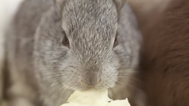 Coniglio Coniglio Mangiare Nel Prato — Video Stock