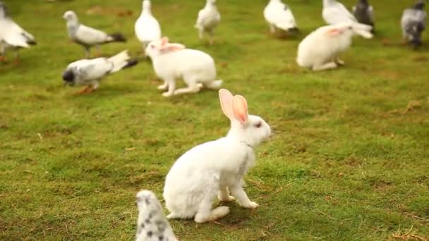Conejo Comiendo Césped — Vídeo de stock