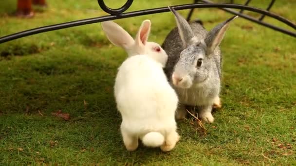 Bunny Rabbit Eating Lawn — Stock Video