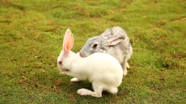 Tavşan Bahçede Yemek Yiyor — Stok video