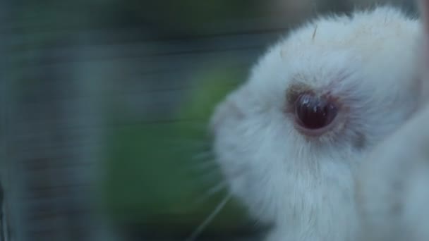 Coniglio Coniglio Mangiare Nel Prato — Video Stock