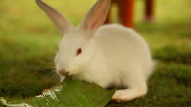 Кролик Їсть Газоні — стокове відео
