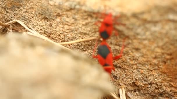 Rote Käfer Paaren Sich Einer Pflanze — Stockvideo
