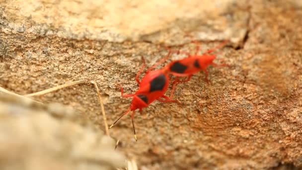 Red Bugs Mating Plant — Stock Video