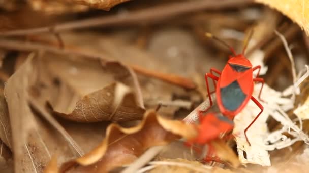 植物上的红虫交配 — 图库视频影像