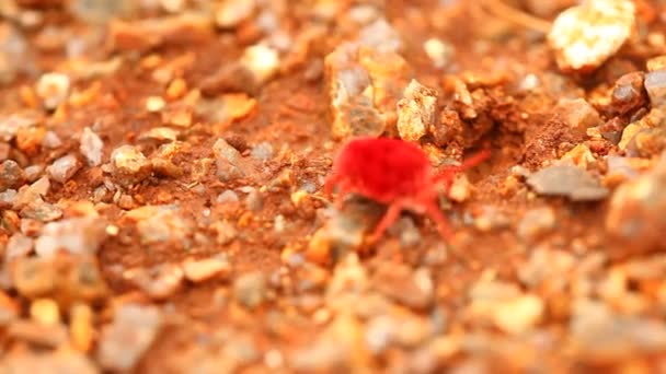 Röda Skalbaggar Makroskott — Stockvideo