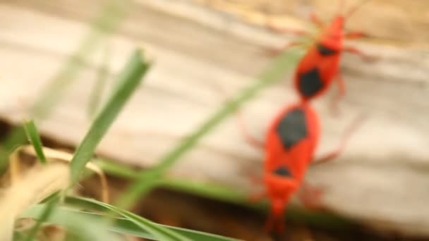 Red Bugs Acasalamento Uma Planta — Vídeo de Stock