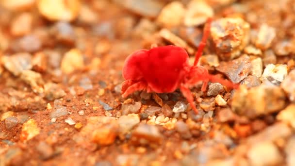 Red Beetles Makro Strzał — Wideo stockowe