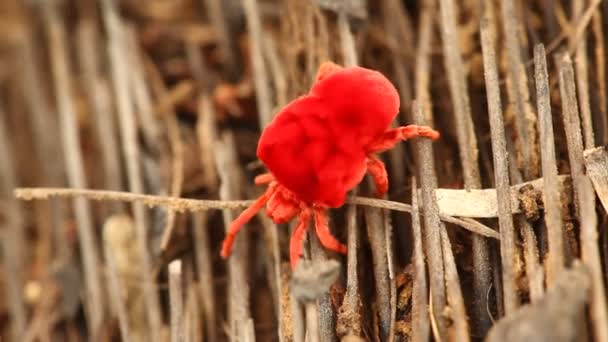 Röda Skalbaggar Makroskott — Stockvideo