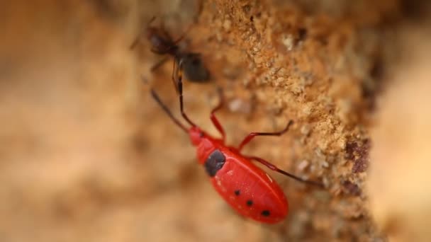 Red Beetles Μακρό Σουτ — Αρχείο Βίντεο