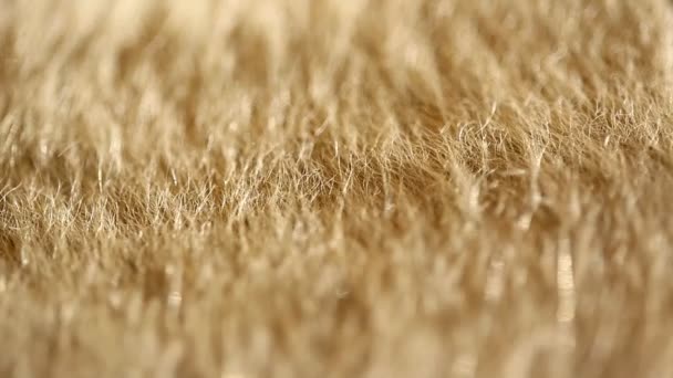 動物の皮膚抽象的な毛皮の背景 — ストック動画