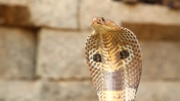 Φίδι Κόμπρα Από Κοντά — Αρχείο Βίντεο