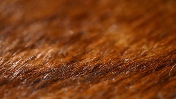 動物の皮膚抽象的な毛皮の背景 — ストック動画
