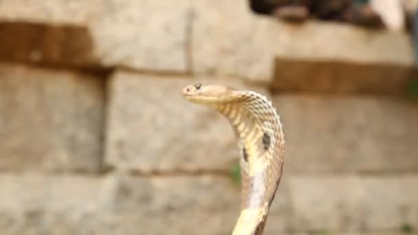 Snake Cobra Close — стоковое видео