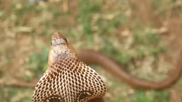 Schlangenkobra Aus Nächster Nähe — Stockvideo