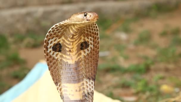 Φίδι Κόμπρα Από Κοντά — Αρχείο Βίντεο