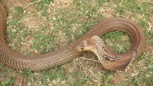 Serpent Cobra Fermer — Video