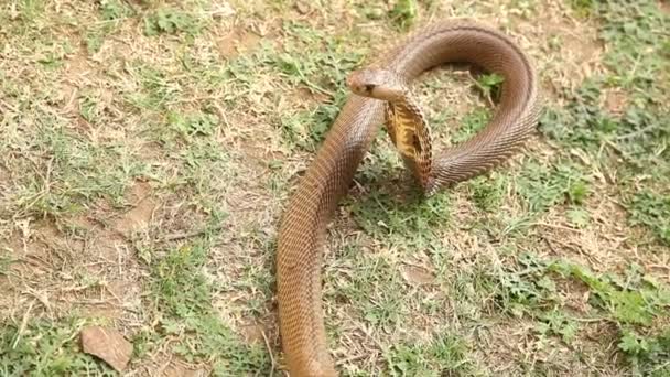 Serpiente Cobra Cerca — Vídeos de Stock