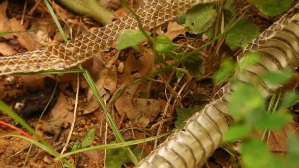 Snake Skin Shedding Nature — Vídeo de Stock