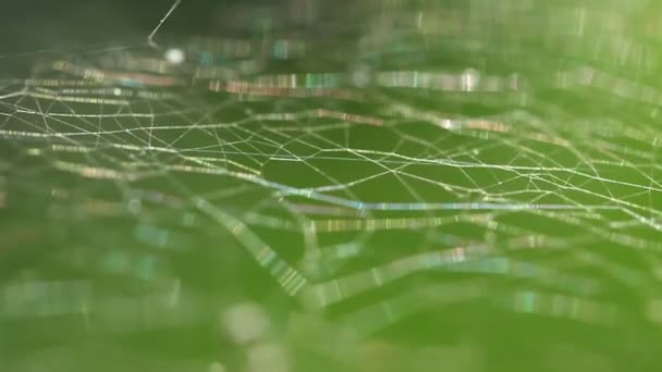 Straszny Spider Web Tekstury — Wideo stockowe