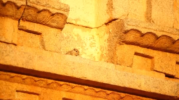 Indische Eekhoorn Zittend Tempel Muur — Stockvideo
