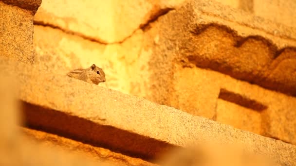Ινδικό Σκίουρος Κάθεται Στον Τοίχο Του Ναού — Αρχείο Βίντεο
