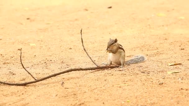 Indisches Eichhörnchen Unterwegs — Stockvideo