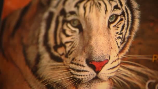Nahaufnahme Eines Bengal Tiger Männchens — Stockvideo