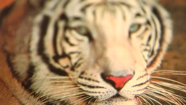 Κοντινό Πλάνο Του Αρσενικού Τίγρη Της Βεγγάλης — Αρχείο Βίντεο