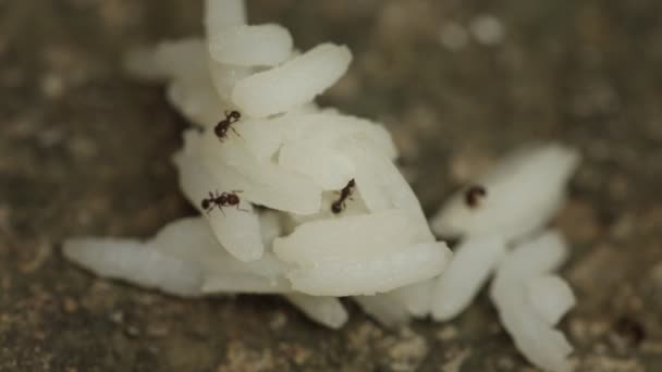 Timelapse Ants — Video Stock