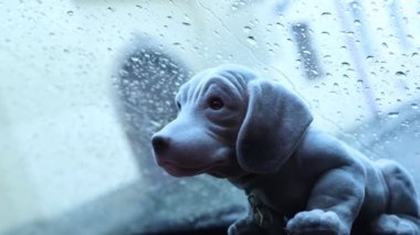 Köpek bebek Yağmurda zaman aşımında