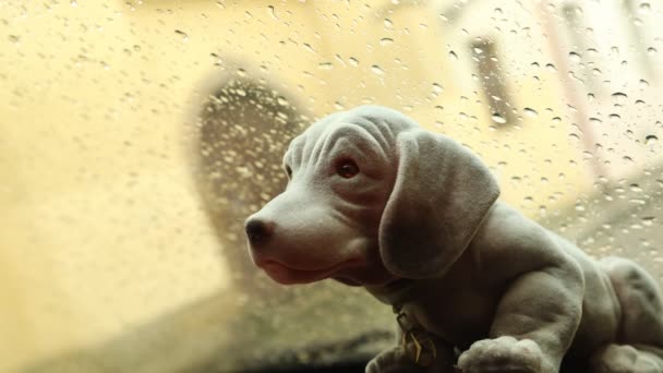 Κούκλα Σκυλιών Στο Χρονικό Διάστημα Βροχής — Αρχείο Βίντεο