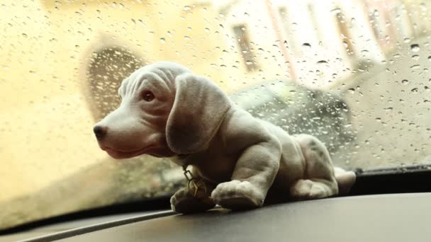 Lalka Pies Czasie Deszczu Upływu — Wideo stockowe