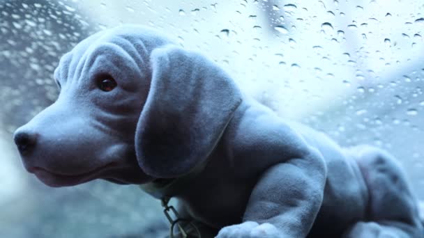 Lalka Pies Czasie Deszczu Upływu — Wideo stockowe