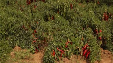 Kırlarda kırmızı serin