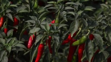 Kırlarda kırmızı serin