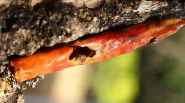 Kırlarda kırmızı serin