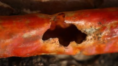 Kırlarda kırmızı serin